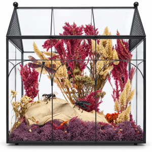 Greenhouse display filled with dog skull, dragonfly, beetles, and real botanicals.