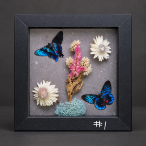 shadow box 1 with 2 butterflies and real botanicals